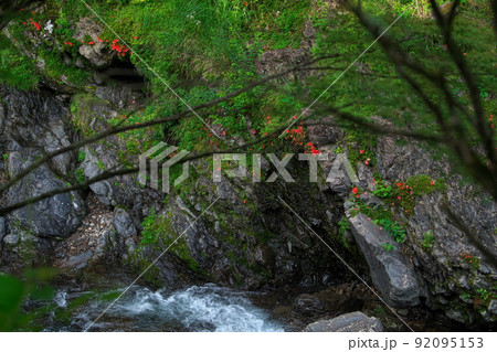 岩つつじの咲く渓流 奈良県野迫川村 岩つつじの咲く渓流 奈良県野迫川村 92095153