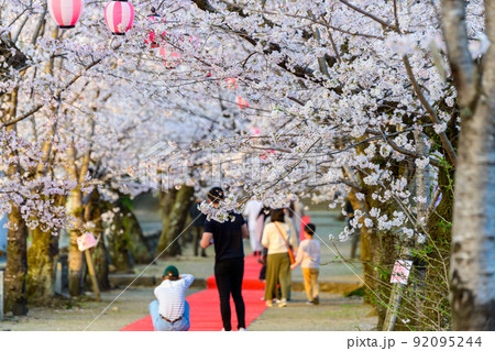 桜祭り風景「菊池神社の参道」観光客風景 桜祭り風景「菊池神社の参道」観光客風景 92095244