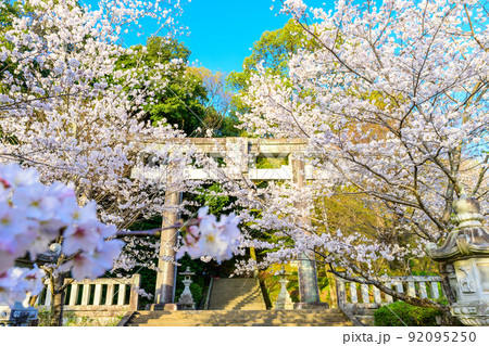 桜祭り風景「菊池神社の参道」鳥居と桜の花 桜祭り風景「菊池神社の参道」鳥居と桜の花 92095250
