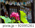 ハスとてるてる坊主の生蓮寺　奈良県五條市 92095261