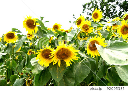 ひまわり ひまわり 92095385