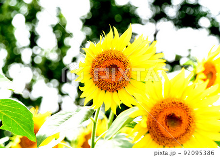 ひまわり 92095386