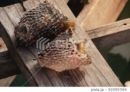 Close up of sun dried puffer fish or fugu Close up of sun dried puffer fish or fugu 92095564