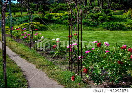 garden path with iron forged arch surrounded by flower bed with blooming peonies of different colors in background park with green lawn and evergreen thuja bushes and pine trees on sunny summer day. 92095671