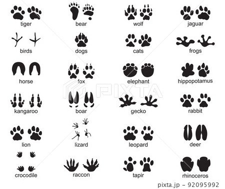 Set of footprints of wild animals on a white background	 Set of footprints of wild animals on a white background	 92095992