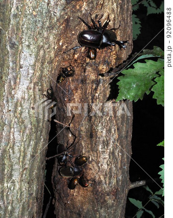 樹液に集まるカブトムシとカナブン 92096488