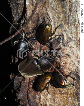 樹液に集まるカブトムシとカナブン 樹液に集まるカブトムシとカナブン 92096491
