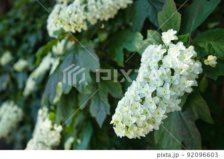 たくさん咲く白いアジサイ 92096603