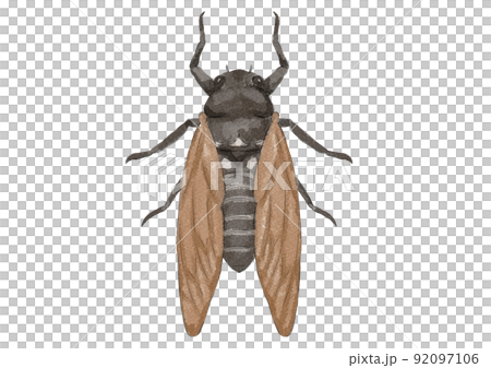 セミの上向きイラスト(水彩風) セミの上向きイラスト(水彩風) 92097106