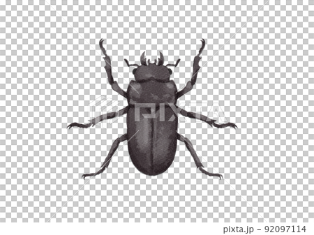 雌性鍬形蟲的向上插圖（水彩風格） 92097114