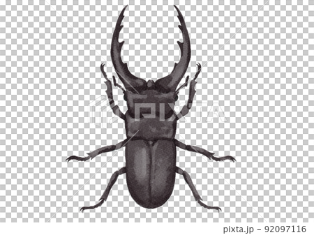 雄性鍬形蟲的向上插圖（水彩風格） 92097116