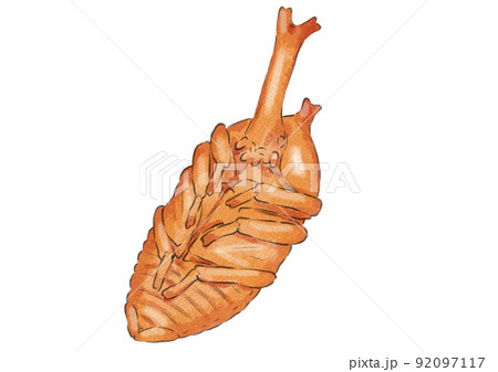 オスのカブトムシの蛹のイラスト(水彩風) オスのカブトムシの蛹のイラスト(水彩風) 92097117