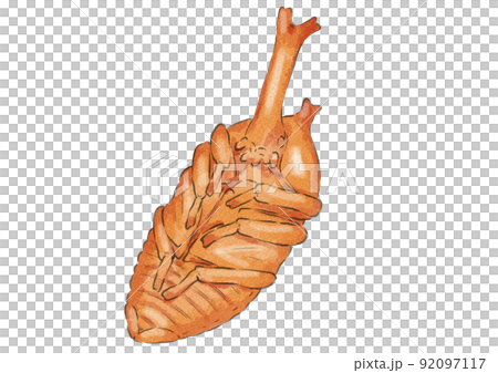 Illustration of male beetle pupa (watercolor style) 92097117