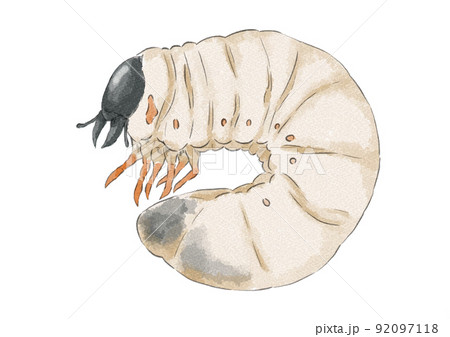 カブトムシの幼虫のイラスト（水彩風） 92097118