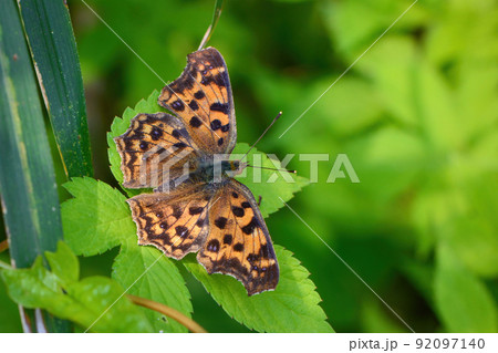 雑木林や公園等身近な緑地で見られるキタテハ 雑木林や公園等身近な緑地で見られるキタテハ 92097140
