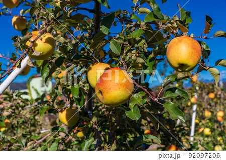収穫時期になった、果樹園のリンゴ 92097206
