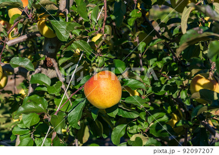収穫時期になった、果樹園のリンゴ 92097207