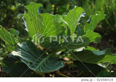 野菜 野菜 92098419