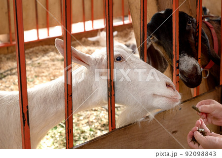 goats stuck heads through the bars of barn fence to get treats from human hands 92098843