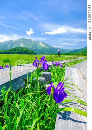 木道沿いに咲くカキツバタ（縦） 92099148