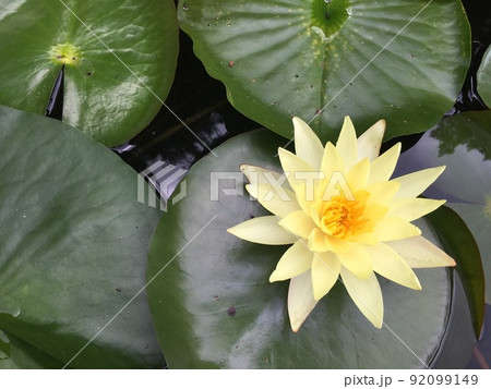 黄色の蓮の花 黄色の蓮の花 92099149