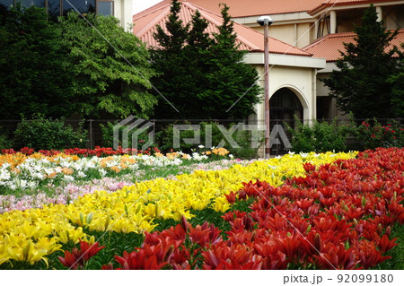 深谷グリーンパークのゆり 92099180