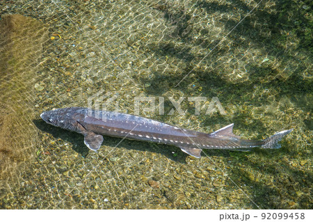 高千穂のチョウザメ 92099458