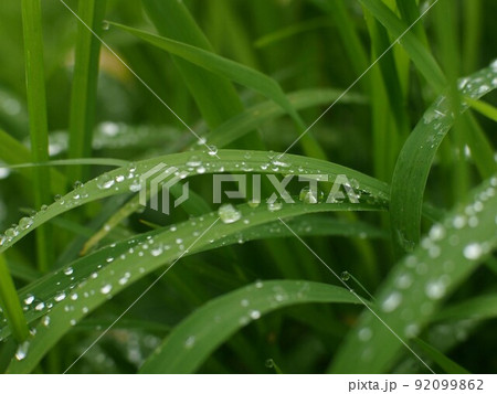 雨上がりの雑草（葉っぱについた水滴や水玉） 92099862