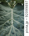 Green Water on the leaf in the garden 92099897