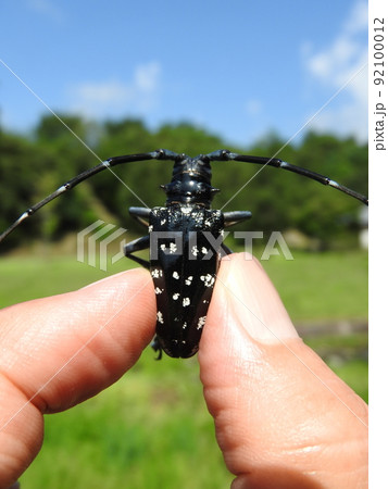 ゴマダラカミキリ（手に持った大きさの分かる写真）背部 92100012