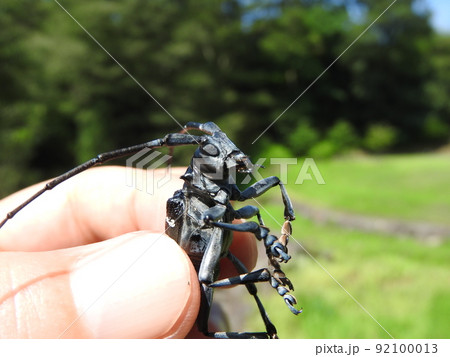 ゴマダラカミキリ（手に持った大きさの分かる写真） 92100013
