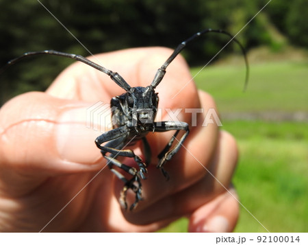 ゴマダラカミキリ（手に持った大きさの分かる写真）：顔 92100014