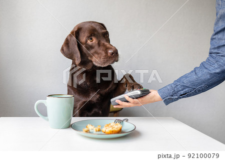 dog as a person pays bills through a contactless payment terminal or by bank card. the pet pays in a restaurant or store dog as a person pays bills through a contactless payment terminal or by bank card. the pet pays in a restaurant or store 92100079
