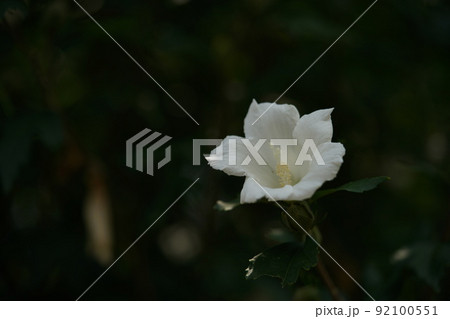 ムクゲの花 Large White（一重咲・白） 92100551