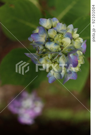 紫陽花 92101084