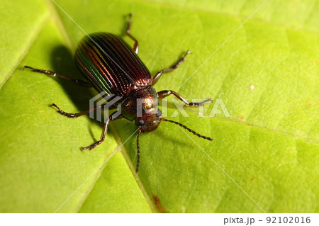 生き物 昆虫 ヒメニシキキマワリモドキ、南に行くほど光沢が強くなるらしい。八重山産は究極かな? 生き物 昆虫 ヒメニシキキマワリモドキ、南に行くほど光沢が強くなるらしい。八重山産は究極かな? 92102016