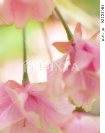 紅変した緑の桜の花びらのクローズアップイメージ 紅変した緑の桜の花びらのクローズアップイメージ 92103065