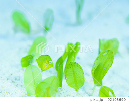 セダカカワハギの幼魚 92103690