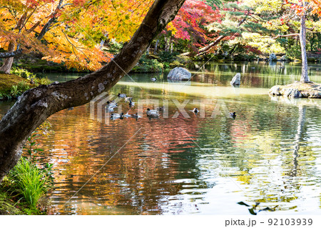 紅葉シーズンの京都　金閣寺の庭園と池 92103939
