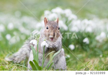 Close-up of a Grey Squirrel eating nut in snowdrops 92103999