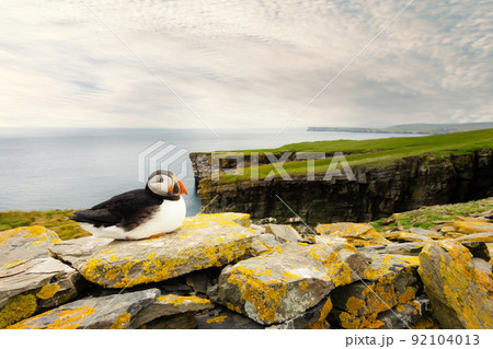 Atlantic puffin on cliffs, Noss island, Shetland, UK 92104013
