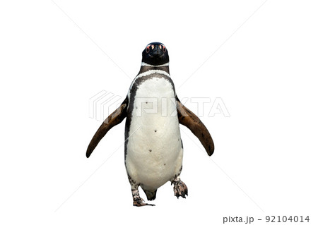 Magellanic penguin against clear white background 92104014