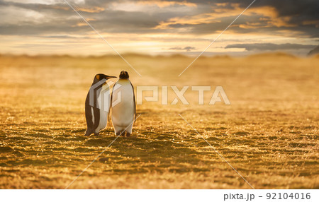 Couple of King penguins on a beach at sunset 92104016