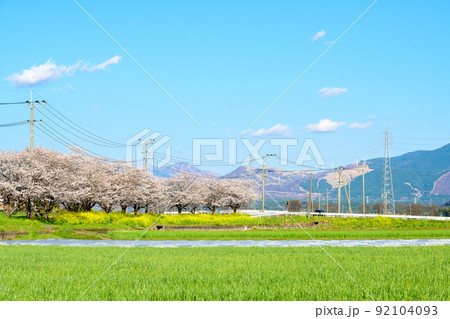 桜の花「うららかな春の季節に美しく咲きました」阿蘇山を背景に桜並木風景 桜の花「うららかな春の季節に美しく咲きました」阿蘇山を背景に桜並木風景 92104093