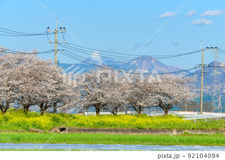 桜の花「うららかな春の季節に美しく咲きました」阿蘇山を背景に桜並木風景 92104094