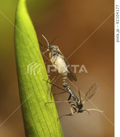 Gnats copulating on a plant in front of blurred background 92104177