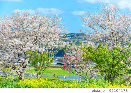 桜の花「うららかな春の季節に美しく咲きました」阿蘇の山並みを背景に田舎の春景色 92104178