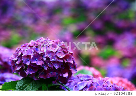 紫陽花 アジサイ あじさい 92104288