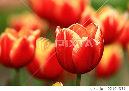 チューリップ ﾁｭｰﾘｯﾌﾟ 花 92104331