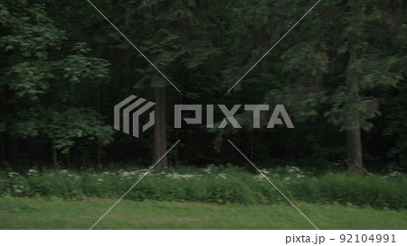 driving plate side view of mixed forest in summer smooth ride 92104991